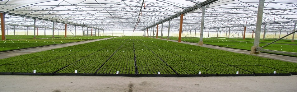 Seit 1972, das Original